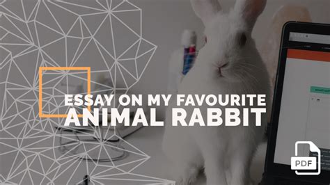 essay   favourite animal rabbit  english compositions