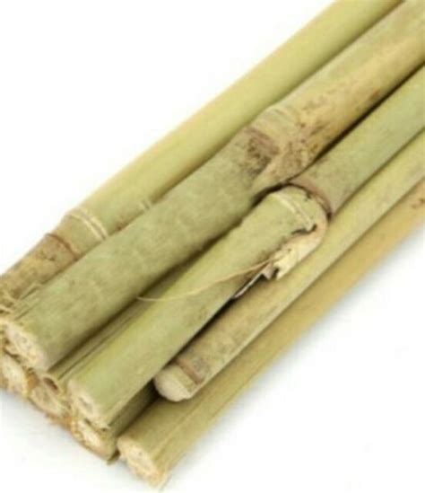 Lot Of 12 5 Ft Bamboo Plant Stakes For Garden Plants Support Tomatoes