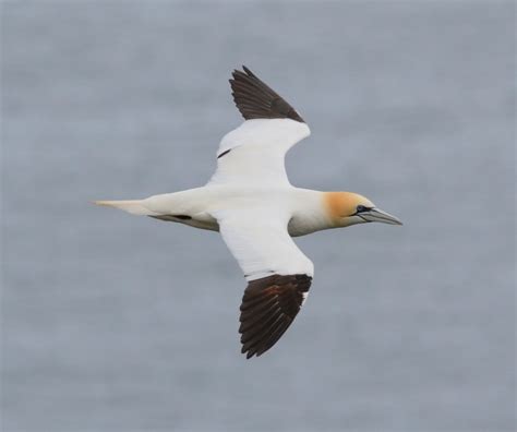 early birder gannets