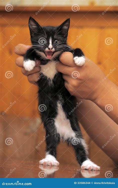 funny black  white kitten stock photo image  hair fluffy