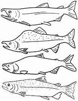 Trout Adults sketch template