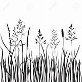 Grass Drawing Line Clipart Wild Plant Meadow Drawings Illustration Silhouette Vector Silhouettes Drawn Hand Stock Plants Pencil Tall Vectors Flower sketch template