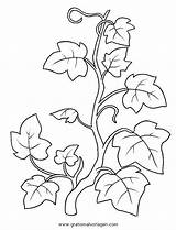 Edera Blumenranken Malvorlage Natur Malvorlagen Alberi sketch template