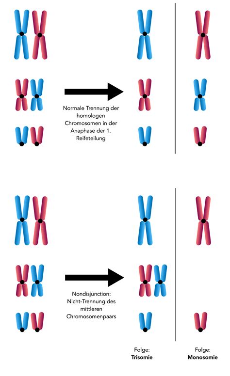 Nondisjunction