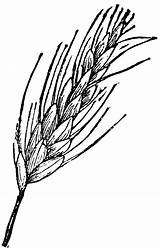 Wheat Grain Clip Ear Clipart Plant Drawings Drawing Cliparts Sketch Vector Grains Head Etc Gif Library Clipground Clipartbest Results Search sketch template