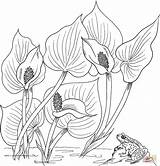 Coloring Calla Pages Water Lilies Printable Lily Color Arum Wild Flower Print Designlooter Drawings Sheets Online 1085 22kb Choose Board sketch template