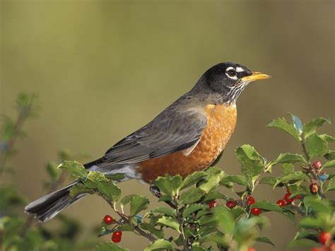 birds american robin