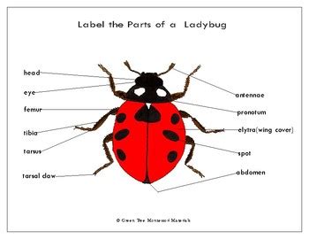 printables insect label  parts   ladybug tpt