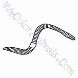 Earthworm sketch template