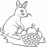 Coloring Grape Pages Rabbit Grapes Supercoloring Color Printable sketch template