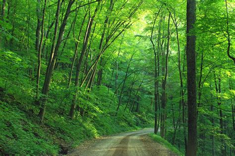loyalsock state forest pennsylvania usa hd wallpaper background image
