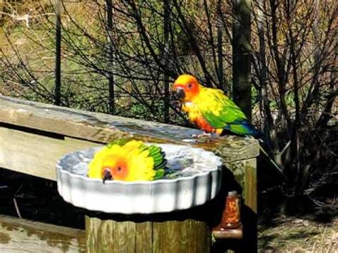 parrots swimming youtube