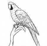 Draw Parrot Drawing Bird Drawings Line Pencil Animals Birds Outline Parrots Do Easy Wings Coloring Details Flying Pages Feathers sketch template