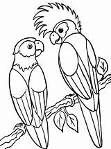 Papegaai Papagei Malvorlage Papegaaien Papageien Ausmalbild Stimmen sketch template