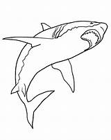 Coloring Kids Pages Shark Realistic Sharks Disimpan Dari sketch template