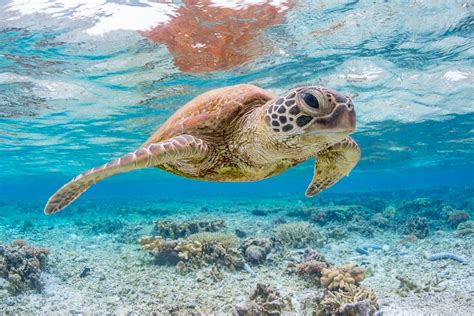 endangered green sea turtle populations  recovering  pacific coral
