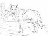 Coyote Getdrawings Jackal sketch template