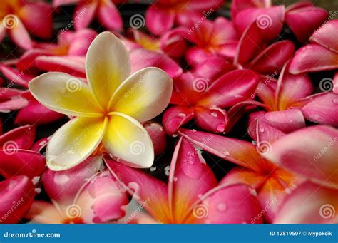 tropical frangipani   spa stock image image  malaysia hotel
