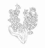 Hyacinth Miny sketch template