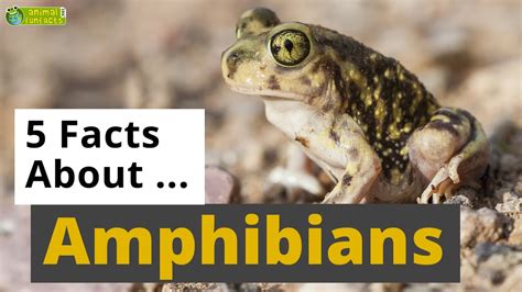 amphibians  interesting facts animals  kids