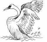 Cygne Swan Coloriages Colorier sketch template