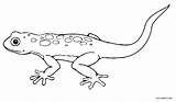 Lizard Gecko Reptiles Eidechse Cool2bkids Colorear Lagarto Eidechsen sketch template