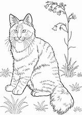 Coloring Pages Cat Kitten Realistic Print Printable Cats Animal Tabby Colouring Color Kids Sheets Coloringpages Pet Norwegian Getcolorings Getdrawings Dog sketch template