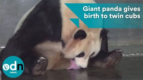 Giant Panda Gives Birth To Twin Cubs Youtube