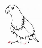 Eclectus Parrot sketch template
