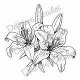 Lily Drawing Flower Tiger Tattoo Stargazer Line Tattoos Drawings Lilies Sketch Coloring Easter Lillies Sketches Draw Painting Outline Jagua Flowers sketch template