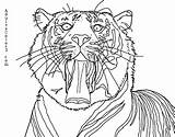 Tiger Coloring Sumatran Pages Yawning Based Phot Taken Source Off Drawing Line Designlooter sketch template