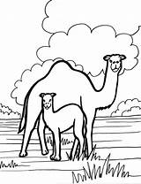 Camel Coloring Pages Kids Animals Color Printable Animal Print Letter Books sketch template