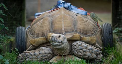 Sex Mad Tortoise Who Bonked So Much He Developed Arthritis Has To Have