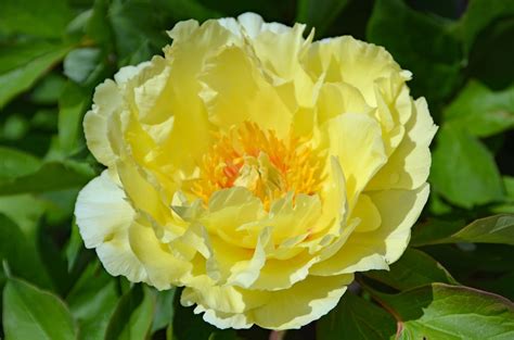 southern peony  intersectional peony blooms late mid week