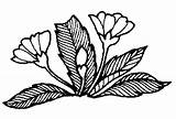 Herbs Coloring Pages sketch template