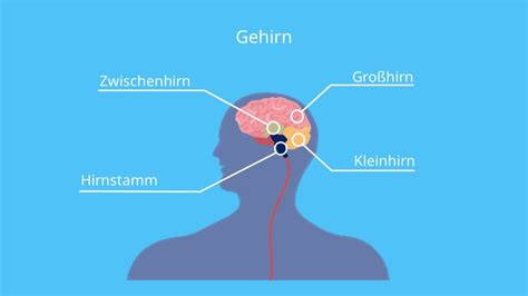 gehirn einfach erklärt aufbau und funktion · [mit video]