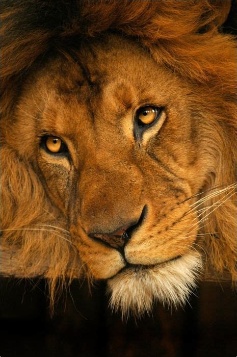 images  lions  pinterest amazing  male lion