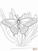 Swallowtail Schwalbenschwanz Ausmalbild Schwarzer Schmetterling Ausdrucken Designlooter Kostenlos sketch template