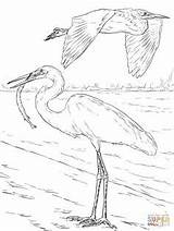 Heron Osprey Egrets Egret Bianchi Aironi Supercoloring sketch template