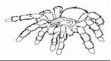 Spider Coloring Pages Printable Tarantula Web Print Kids Cute Realistic Clipart Drawing Color Carnage Spiders Big Book Spiderman Getcolorings Getdrawings sketch template