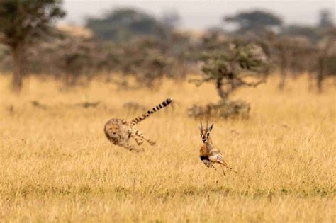 fast   cheetah run