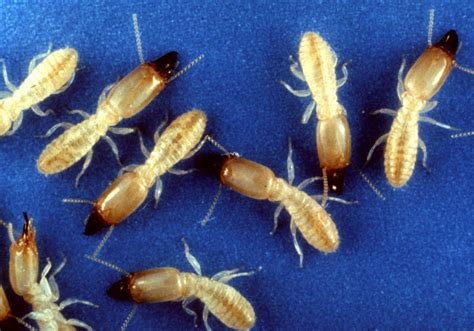 termites  flying ants rona fischman