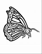 Butterfly Coloring Pages Blue Morpho Drawing Printable Print Wing Getdrawings Color Getcolorings sketch template