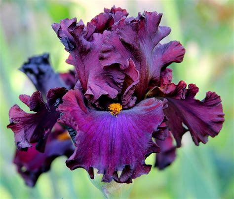 world  irises talking irises tall bearded irises companion plants  pink red