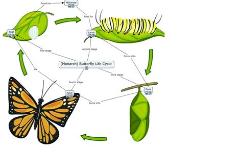 life cycle