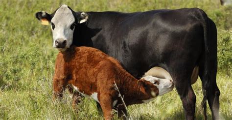 What’s Ahead For 2015 On The Cow Calf Side Beef Magazine