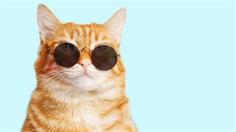 closeup portrait of funny ginger cat wearing sunglasses
