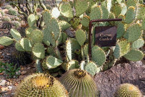 cactus garden   arizona sonora desert museum