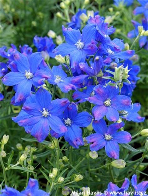 delphinium grandiflorum delphinium grandiflorum is a