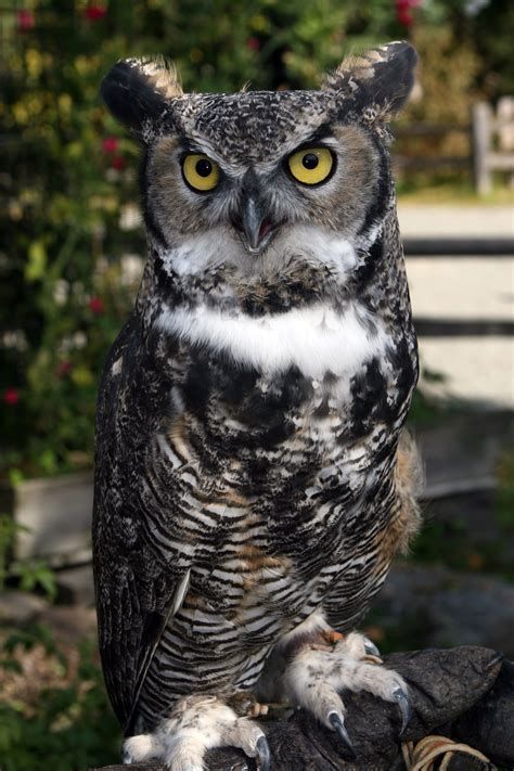 great gray owl great horned owl short eared owl  alaska zoo